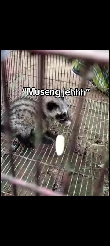 @jasjus mirami