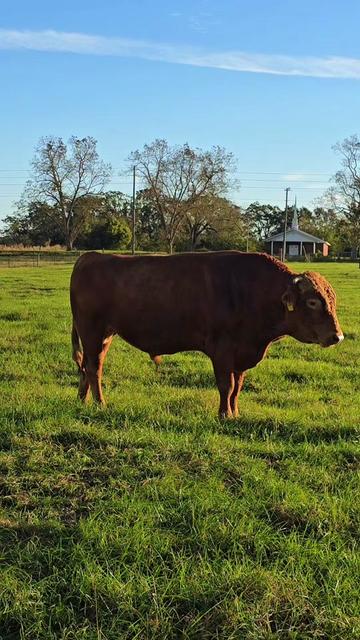 @M.I. CATTLE CO.