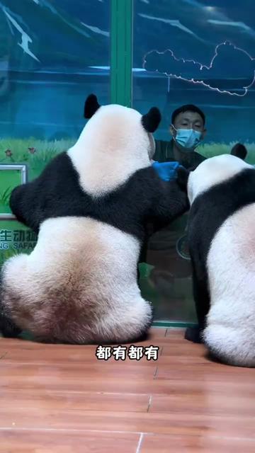@熊猫妹珠🐼