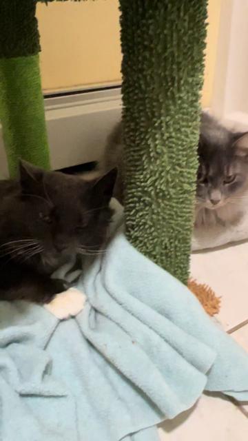 @Are We Home Yet? Cat Sanctuary
