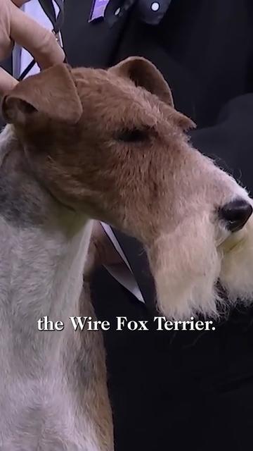 @Westminster Kennel Club