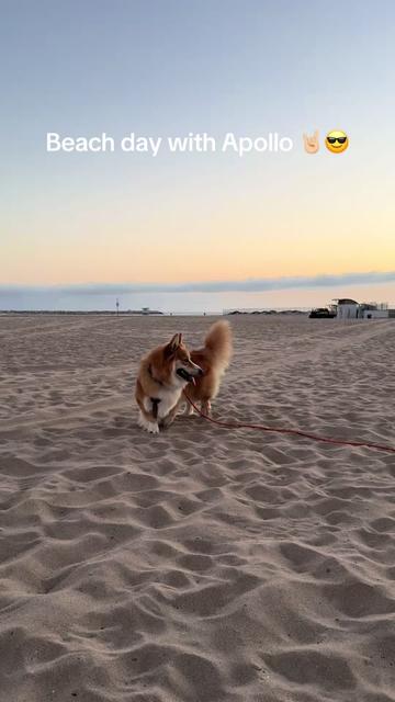 @apollothecorgimute