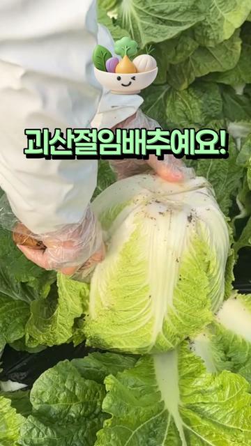 @아삭-괴산절임배추