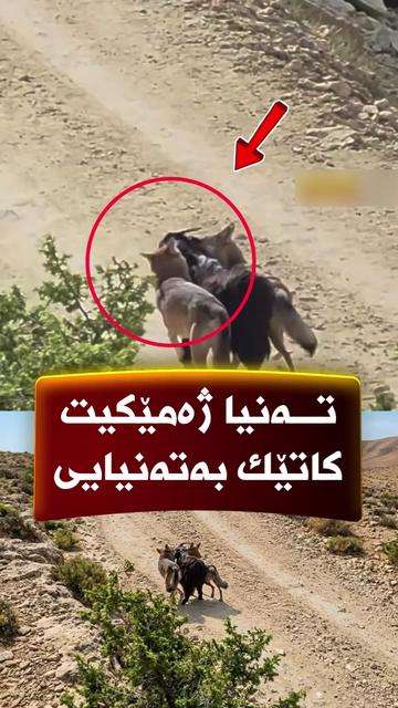 @جیگر هـــەركی🎤📺