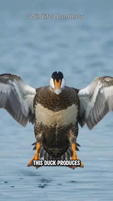 @WildlifeWonderTV Animal Facts
