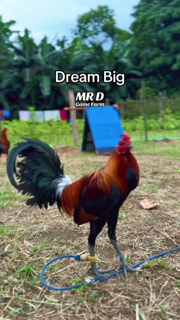 @MR D Game Farm