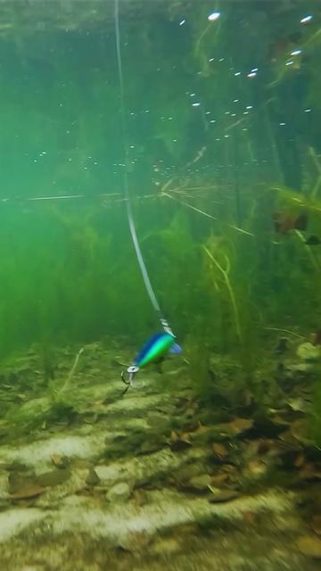 @Iron Claw_Fishing