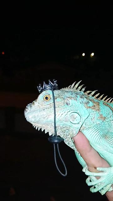 @Jimmy4 🦖