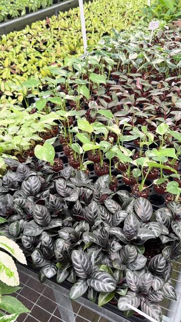 @BWH Plant Co
