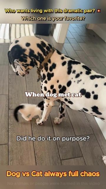 @pet.funny799