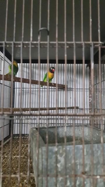 @ROYAL BIRD US