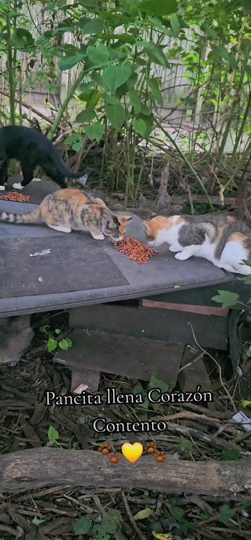 @🇲🇽Guli.Carrada 🐈⬛