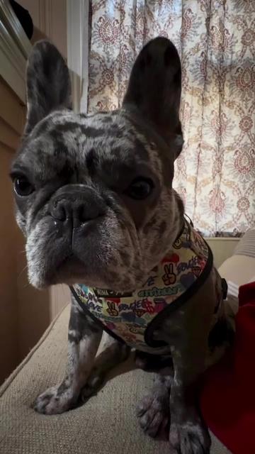@Fly Lil Frenchie From OKC