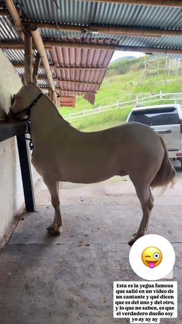 @chichayelpollo