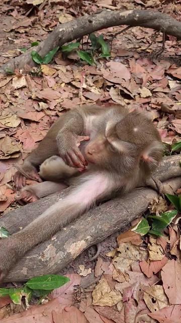 @Monkey Cambodia