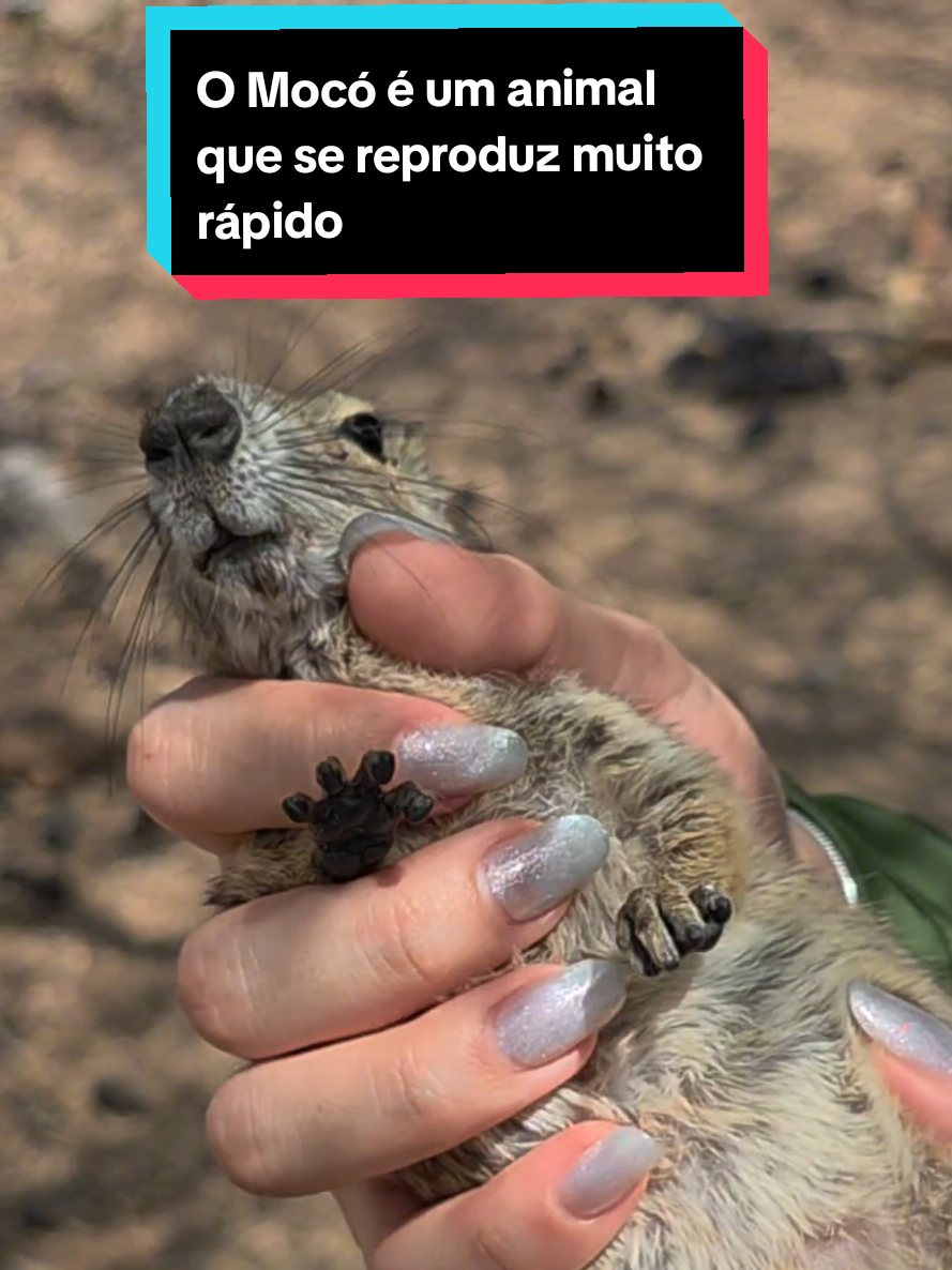 @Princesa das Serpentes
