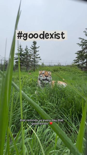 @The Wildcat Sanctuary