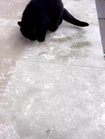 @Meow Meow