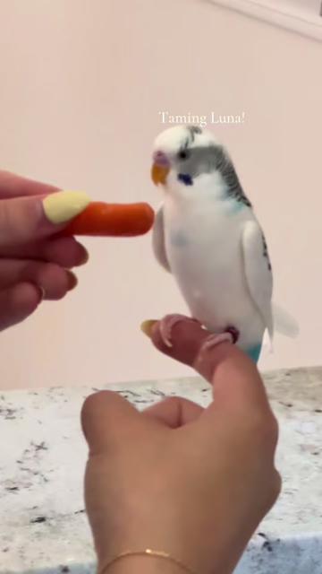 @The budgie trio