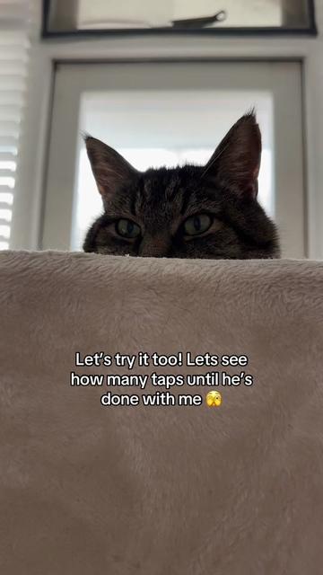 @Joep_the_ rescuecat