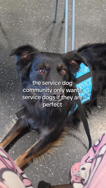 @Nala the Service aussie