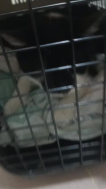@cats&dogs)