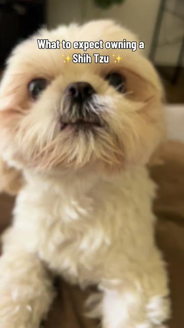 @Hugh the Shih Tzu