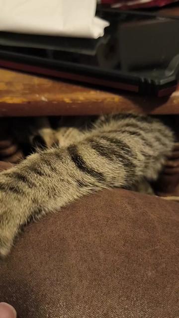 @Pickles the cat