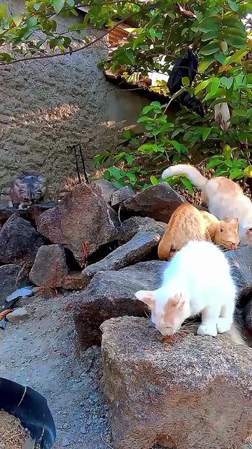@Biru Cat's Family