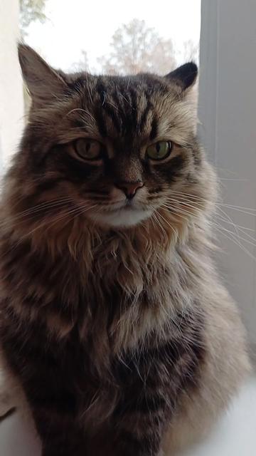 @cat_bayun_