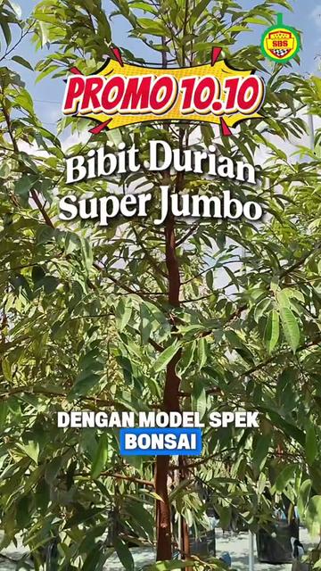 @Produksi Buah_SBS