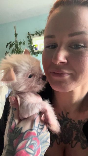 @Chinese Crested Cuties