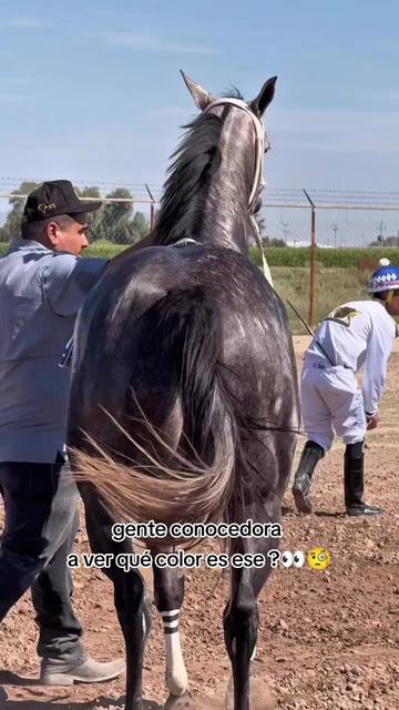 @carriles altos de jalisco🐎