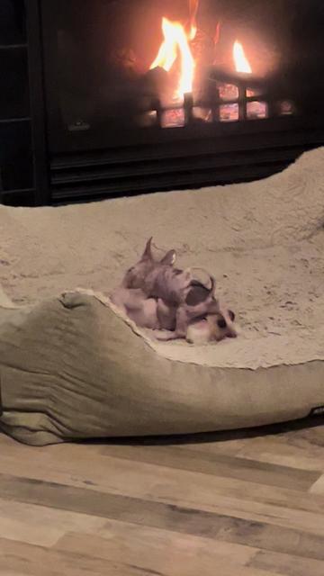 @Chinese Crested Cuties