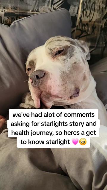 @kirsty+starlight the xl bully