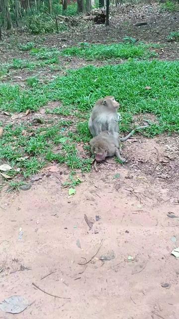 @Monkey Cambodia