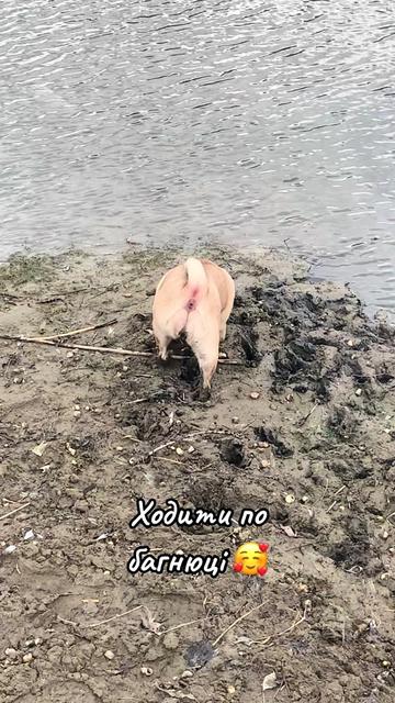 @Pug_bulka