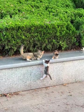 @Chonky World Of Cats