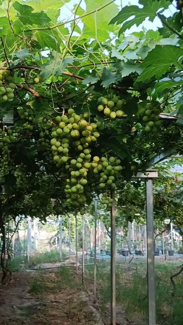 @DNA Garden