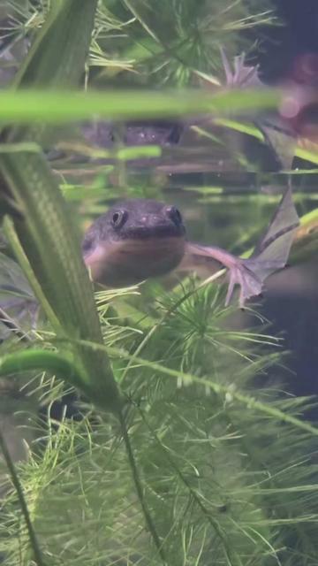 @Schalkx.Aquatics