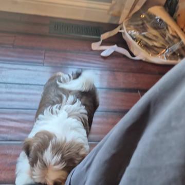 @Barb's Precious Pups