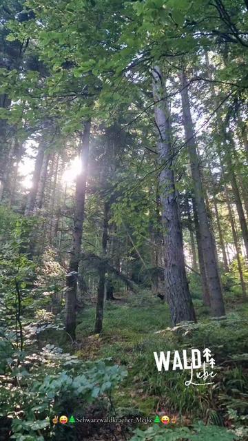 @🤘😎🌲Schwarzwaldkracher🌲😎🤘