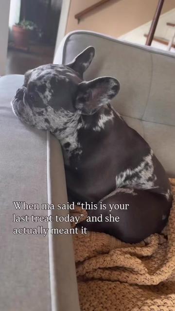 @Fly Lil Frenchie From OKC