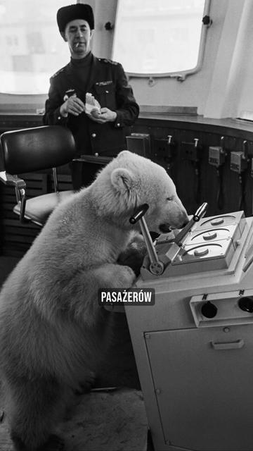 @pandawojtekyt