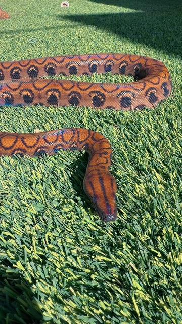 @Medusa Exotics