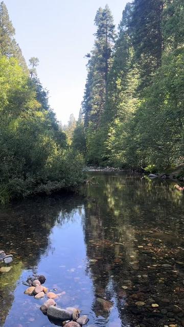 @🌲