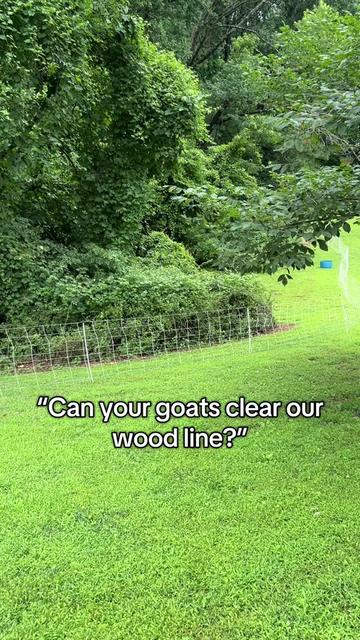 @amazingrazinggoats