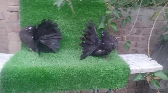 @royal birds