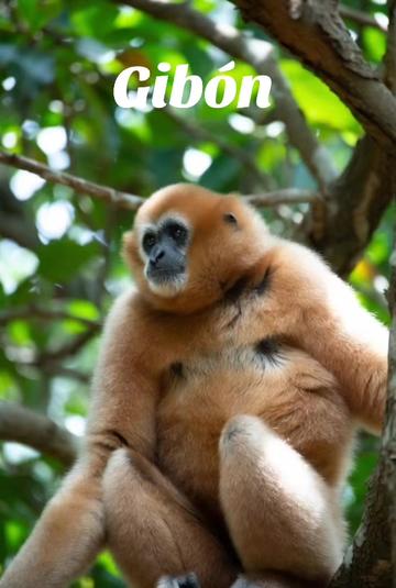 @Fauna Mundial