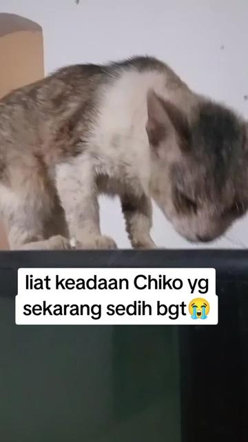 @Lina herlina